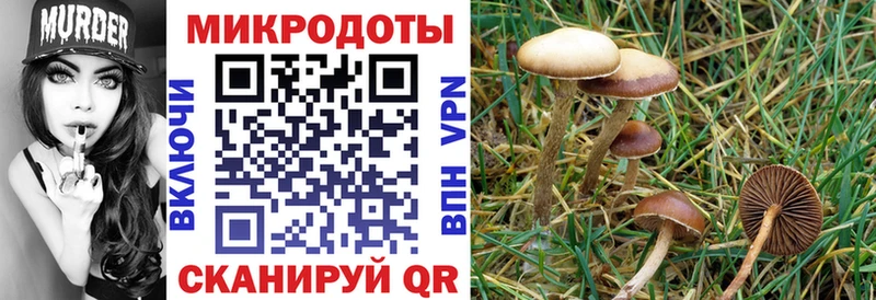 Псилоцибиновые грибы Psilocybine cubensis  где купить наркоту  Новоалтайск 